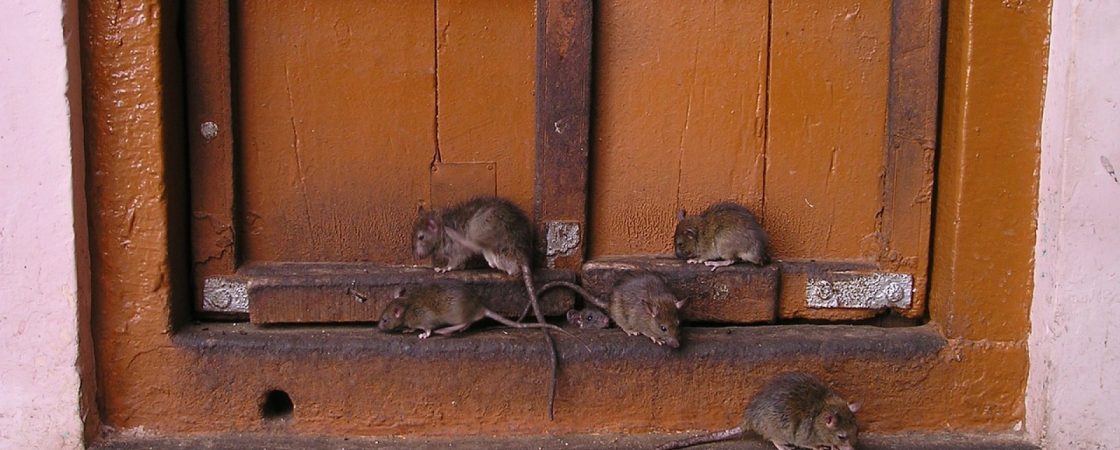 Conseils pour lutter contre les rats