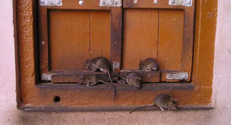 Conseils pour lutter contre les rats